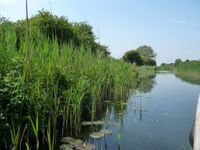 Wicken Fen